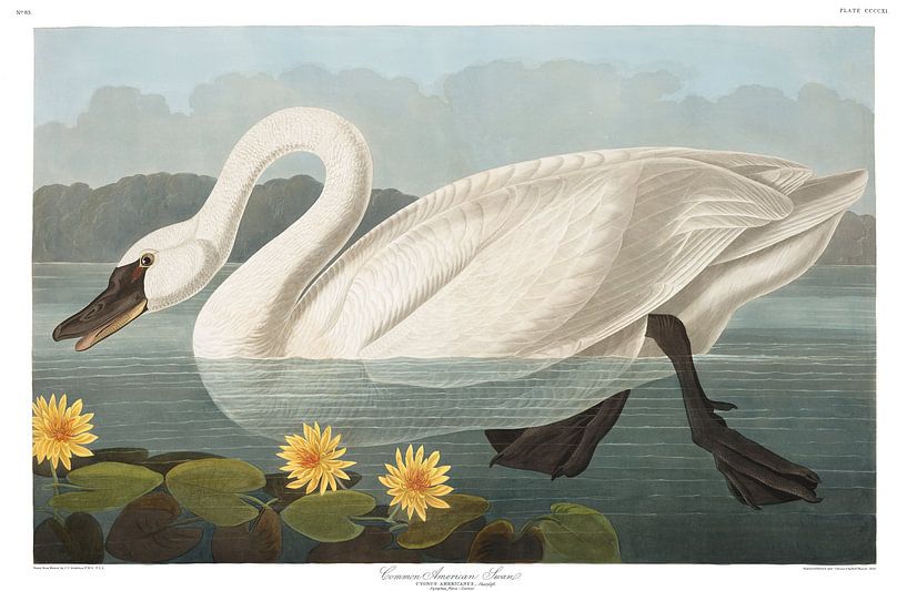 Cygne Siffleur par Birds of America