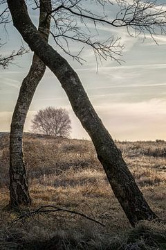 Baum in der Heidelandschaft von Moetwil en van Dijk - Fotografie