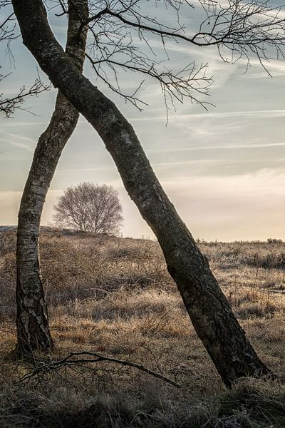 Tree on the heath by Moetwil en van Dijk - Fotografie