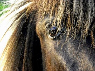 horses eye