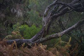 Les joyaux de la forêt de Madère sur Rick Goede