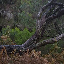 Les joyaux de la forêt de Madère sur Rick Goede