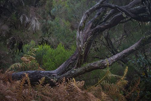 The Gems in the Forest of Madeira by Rick Goede