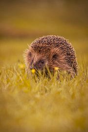 Hedgehog in autumn colours by Sascha Sirch