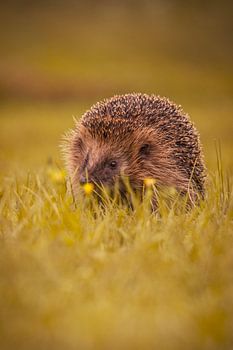 Igel in Herbstfarben