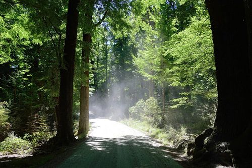 Rijden in het beukenbos (Lothlórien)