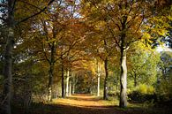 Herfstplaatje in het Roosendaalse natuurgebied Visdonk van Fotografie Jeronimo thumbnail