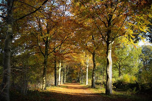 Herfstplaatje in het Roosendaalse natuurgebied Visdonk