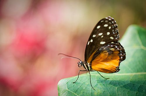 Heliconius (Nymphalidae: Heliconiinae: Heliconiini)