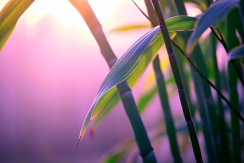 Bamboo leaf in the morning light - Gentle by Poster Art Shop