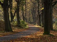 Pad door bomenlaan in de herfst met prachtige kleuren
