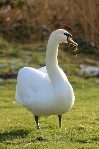 Een zwaan in de wilde natuur met gras in zijn snavel