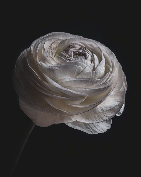 Stilleven witte ranonkel van Adje Photography
