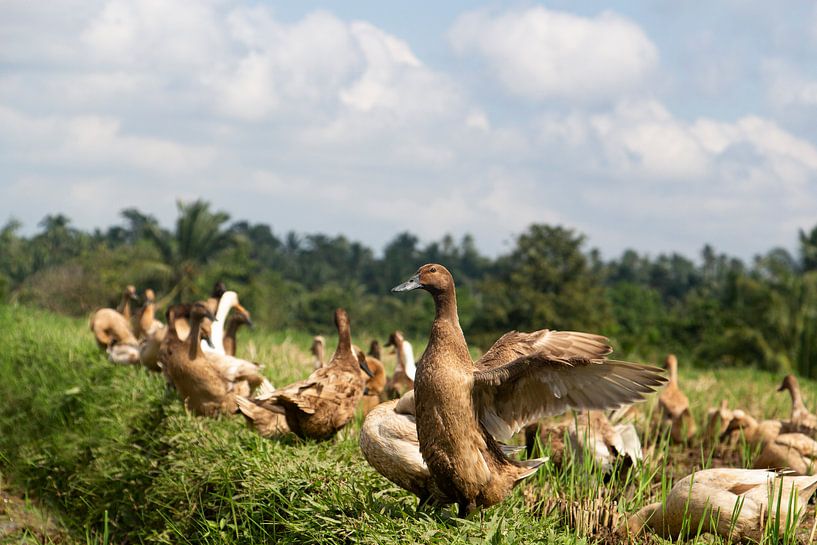 flock ducks by picsbyronenvief
