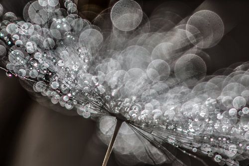 Paardenbloempluis bokeh