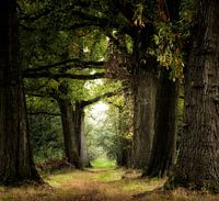 Rêve d'été