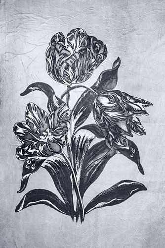 Tulp in Zwart-wit.