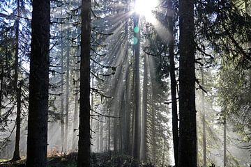 Zonnestralen in de mist in het bos van chamois huntress
