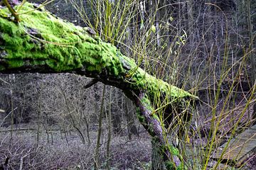 Tree with Moss