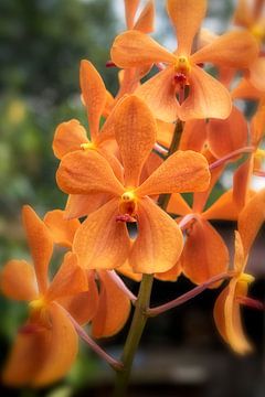 Palmen-Orchidee -Spathoglottis plicata von jacky weckx