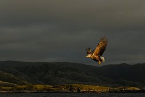 Seeadler im Abendlicht von Jaap La Brijn