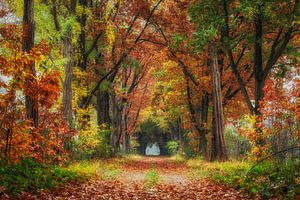 Autumn colors von Edwin Mooijaart