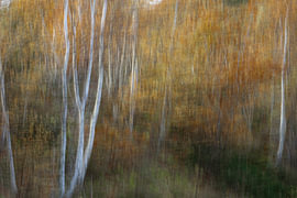 Automne mystique sur Duinstee Gallery