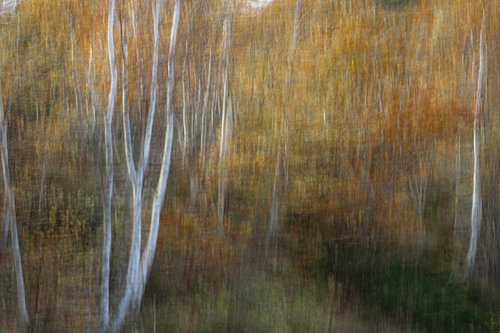 Mystic Autumn von Duinstee Gallery