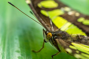 Malachite vlinder van Joost Potma