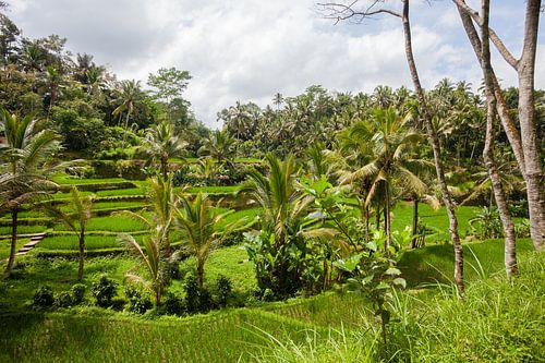 Rice fields Ubud
