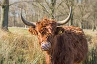 Schotse Hooglander Winter Portret van Charlene van Koesveld thumbnail