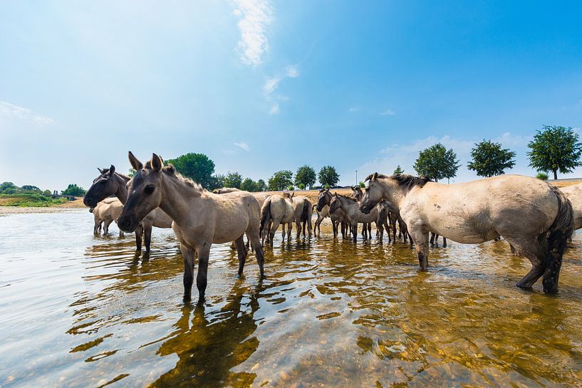 Konikpaarden staan in de rivier von Brian Morgan