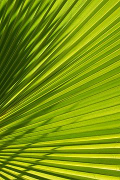 Feuille de palmier avec ombre et lumière 1
