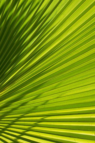 Palm leaf with light and shadow 1