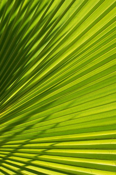 Palm leaf with light and shadow 1 by Adriana Mueller