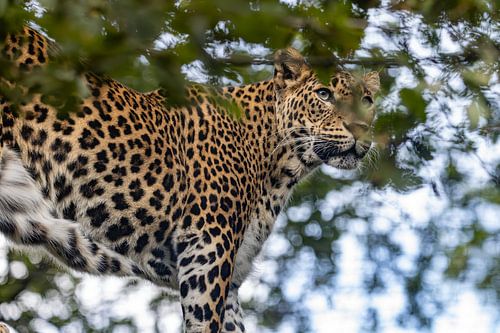 In der Spitze des Baumes