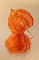L'orange de la nature