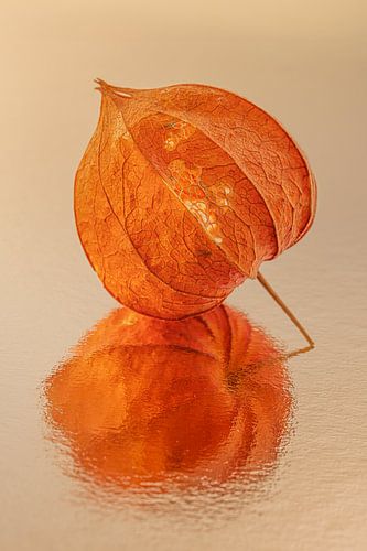 Oranje uit de natuur van Marjolijn van den Berg