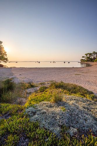 Landschap met zonsondergang op een stenen strand en dennenbos. Vir, Dalmatië, Kroatië