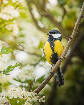 great tit on branch surrounded by Crataegus punctata by Wennekes Photography