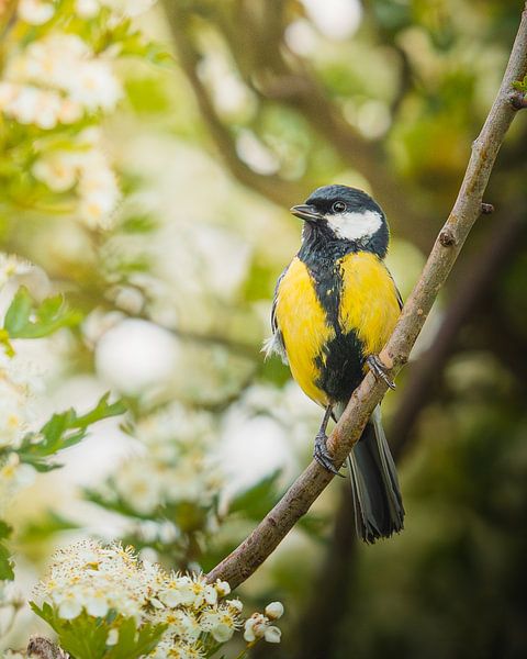 Kohlmeise auf Ast, umgeben von Crataegus punctata von Wennekes Photography
