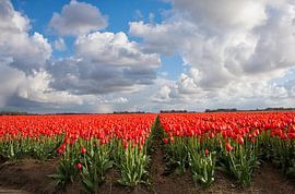 Dutch tulip fields by Wim Kanis