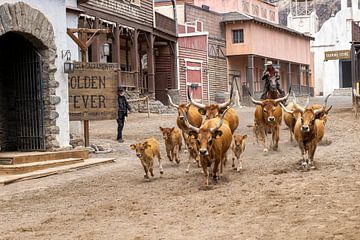 Longhorn koeien opgedreven van Humphry Jacobs