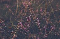 paarse heide in bloei bij avondlicht von Margriet Hulsker Miniaturansicht