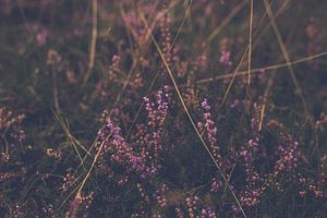 paarse heide in bloei bij avondlicht sur Margriet Hulsker