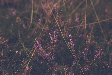 paarse heide in bloei bij avondlicht