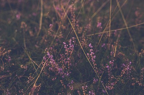 paarse heide in bloei bij avondlicht