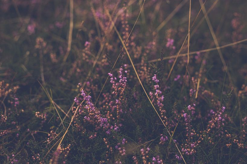 paarse heide in bloei bij avondlicht von Margriet Hulsker