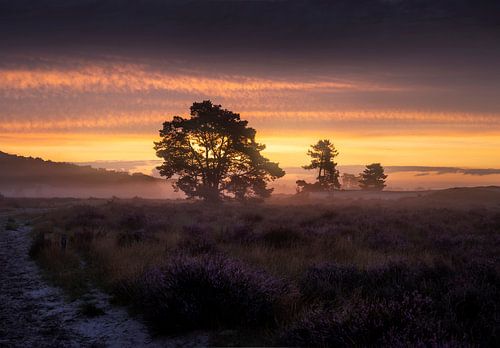 Betoverende Zonsopkomst op de Heide