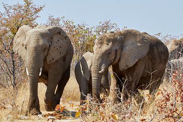 Elephant family in the African bush by Thomas Marx